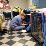 A veterinary technician checks on pets in the dog ward at the Burlington CART shelter