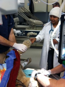 Denisse feels the cougar's paw while Dr. Lewis extracts its teeth.