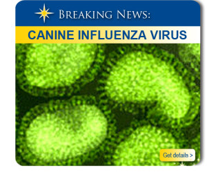 Canine Influenza Virus
