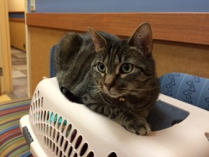 Oliver sitting on a patient's crate