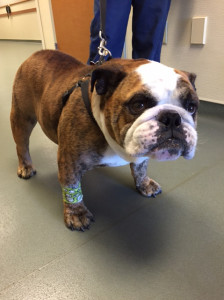 DJ at NorthStar VETS to get help for his brachycephalic syndrome