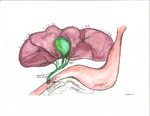 Figure 1: Schematic representation of a normal liver, biliary system, intestine and pancreas in a cat [Watercolor images courtesy of Dr. Kelly Kraus]