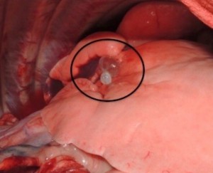 Fig 2: lung bullae (image courtesy of ACVS.org)