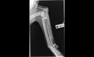 In the post-operative radiograph, Ranger's ulna is removed to prevent the spread of cancer. You can also see little circles near where the bone used to be. These are implantable beads that deliver medicine to the area.