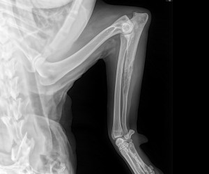 The middle of Ranger's ulna is less bright in this radiograph due to disease in the bone.