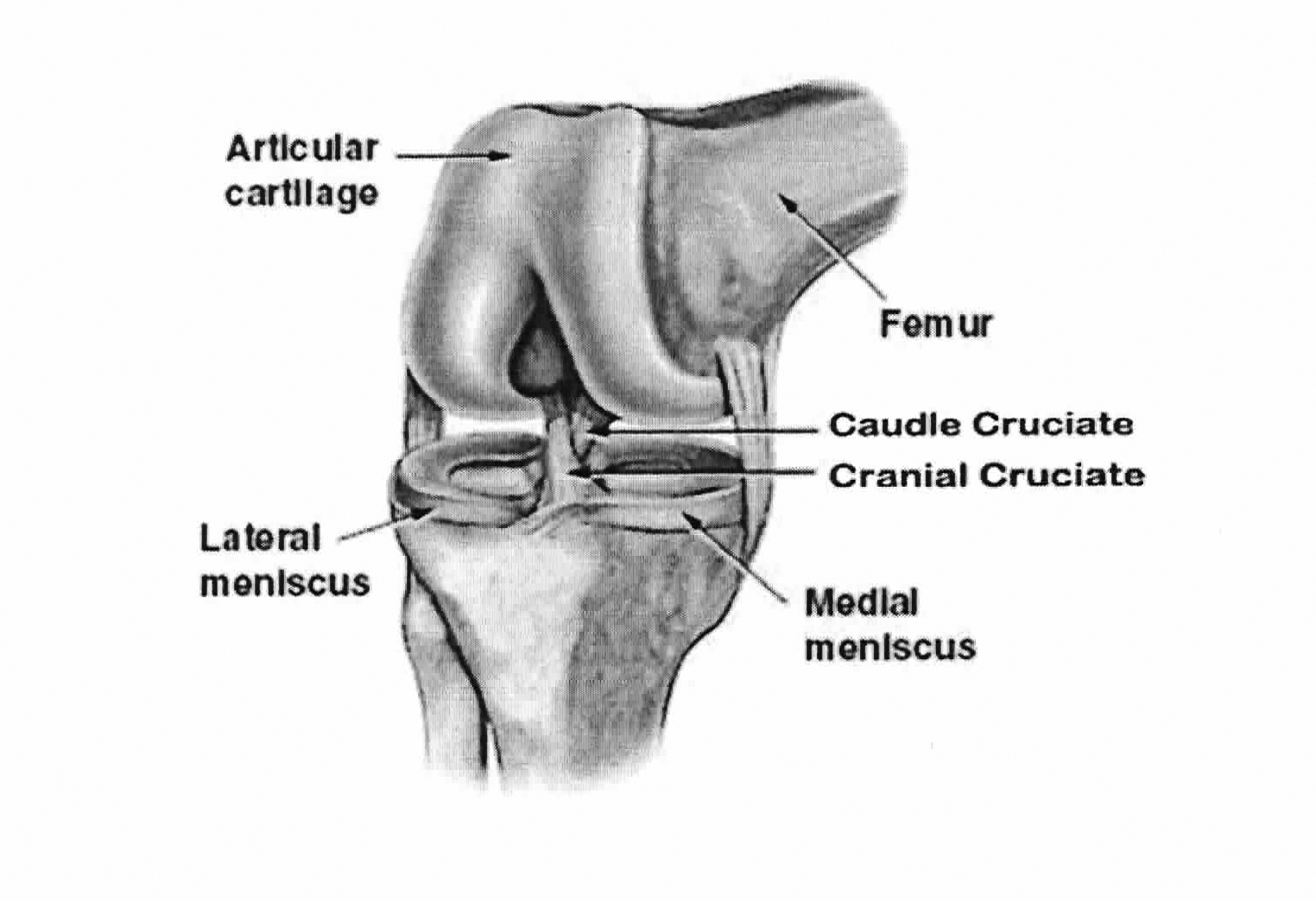 anatomy of the canine knee