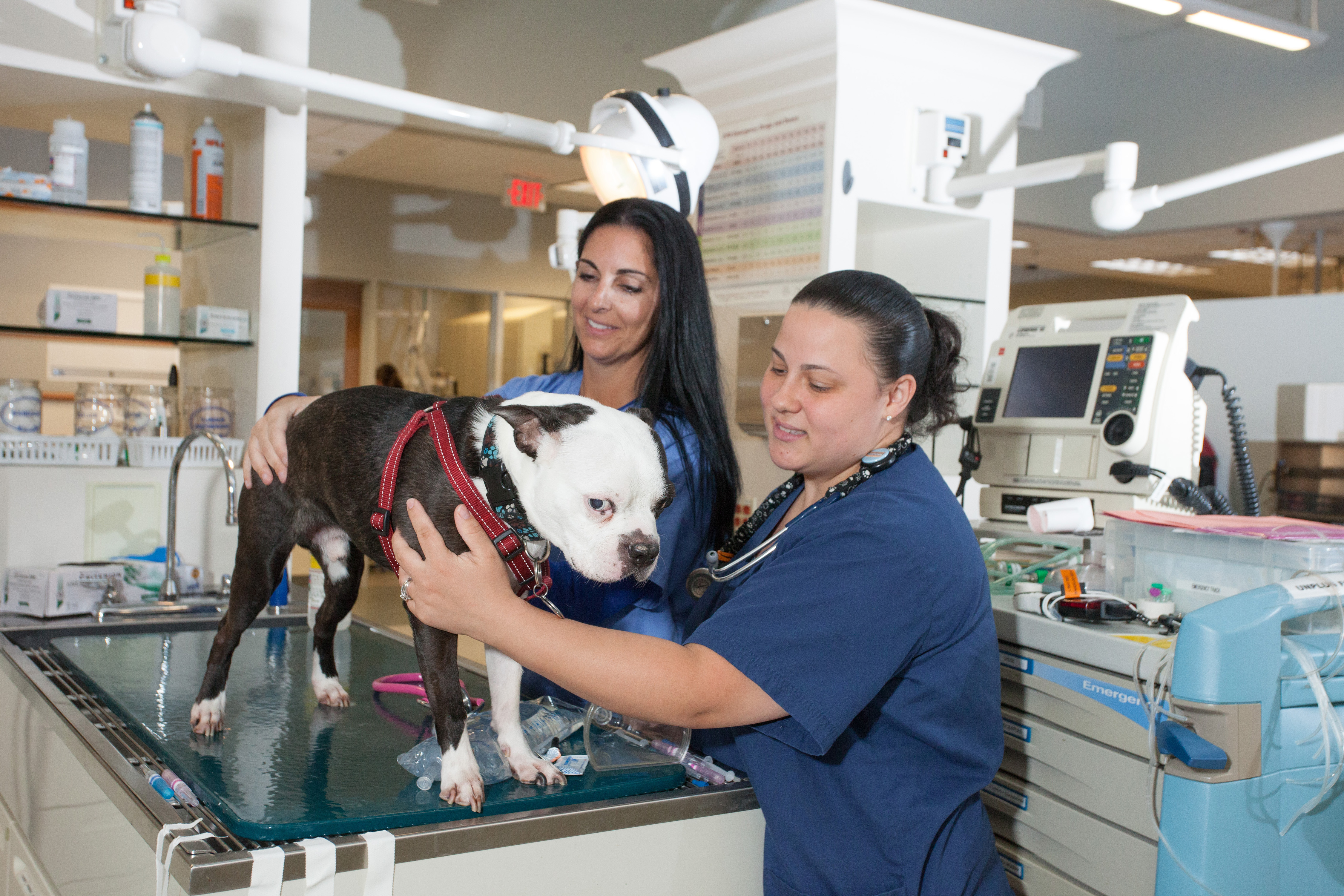 canine pain management clinical trial at NorthStar VETS