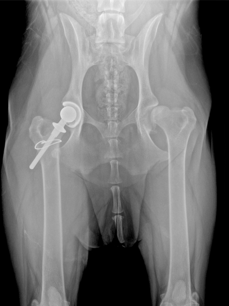 Canine Total Hip Replacement Clinical Trial at NorthStar VETS