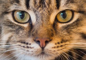Feline Behavioral Urine Spraying Clinical Trial at NorthStar VETS